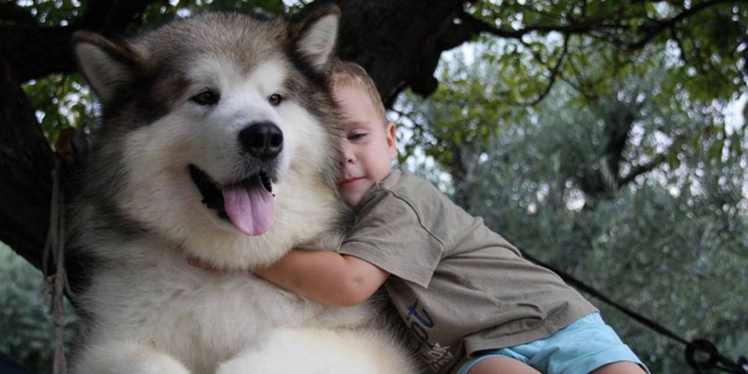 Malamute avec un enfant