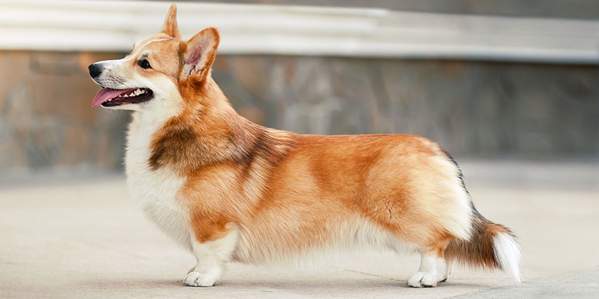 chien Corgi