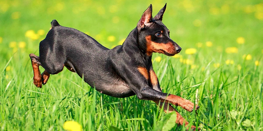 Pinscher nain