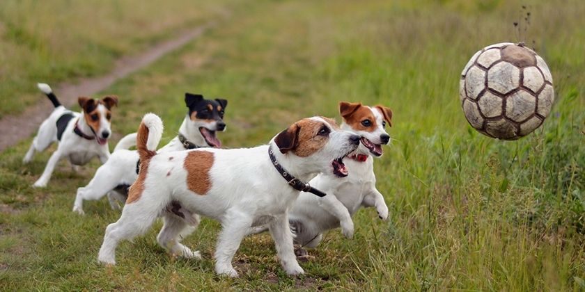 Des chiens qui jouent à la balle