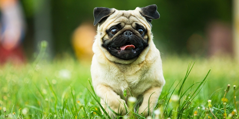 race de chien carlin