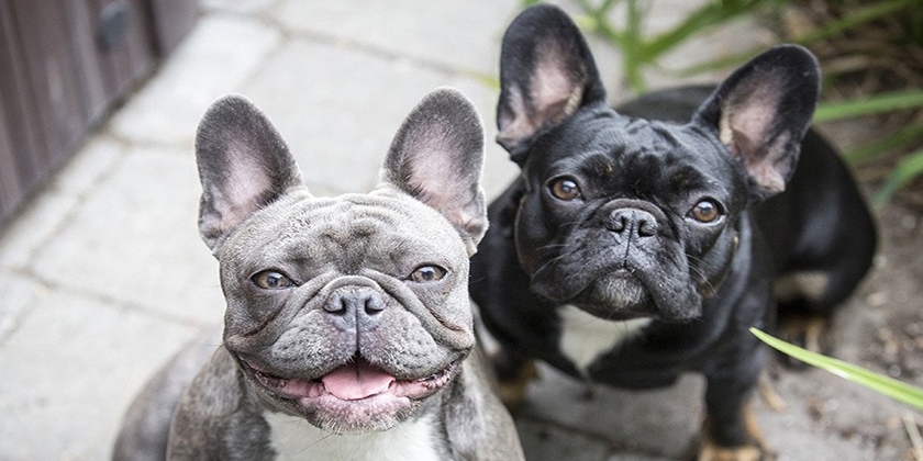 Bouledogue français