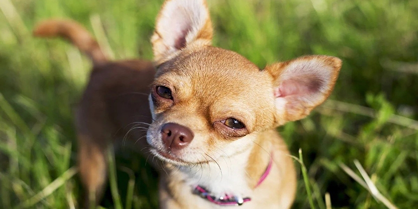 Chihuahua