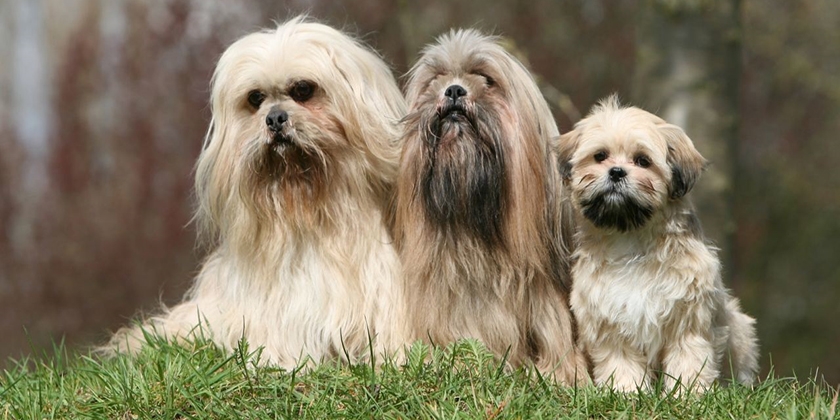 Lhasa Apso