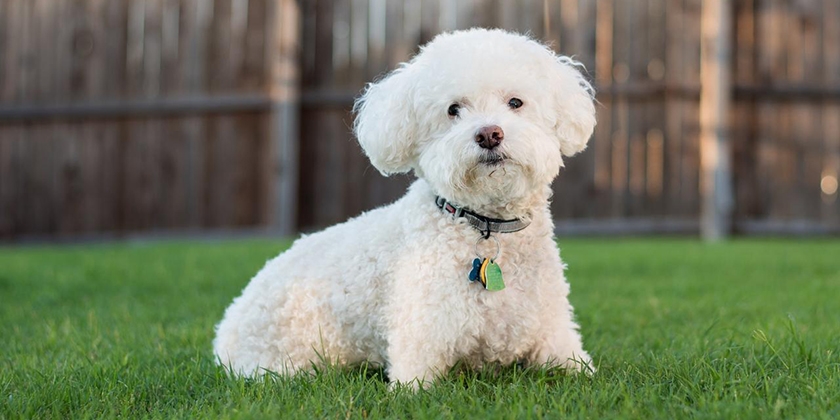 Bichon frisé maltais