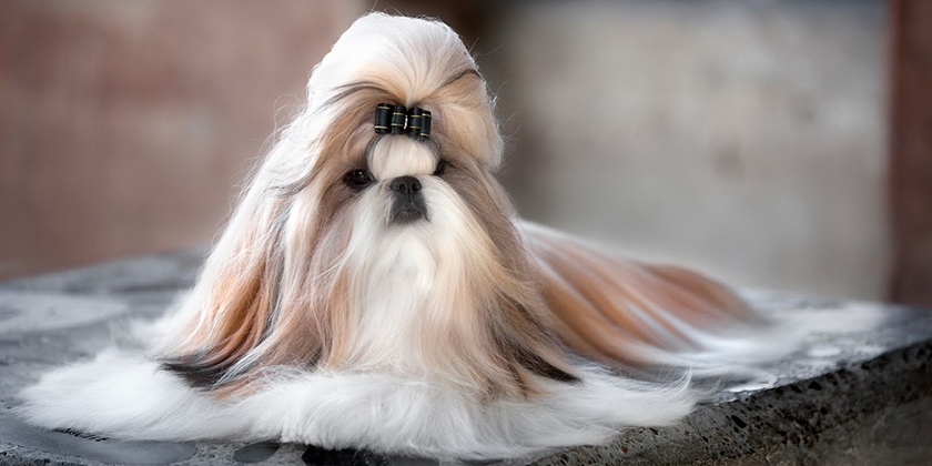chien Shih Tzu