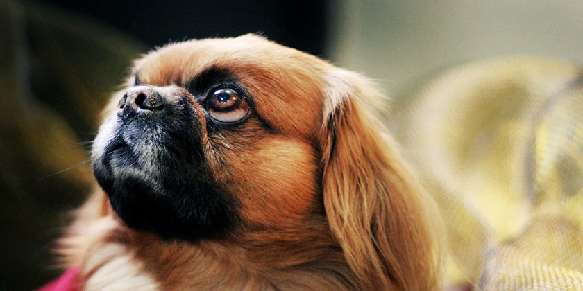 chien pékinois