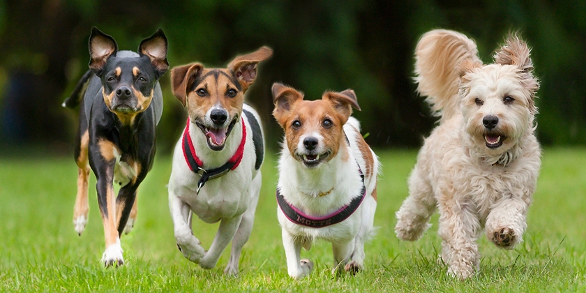races de chiens de petite taille