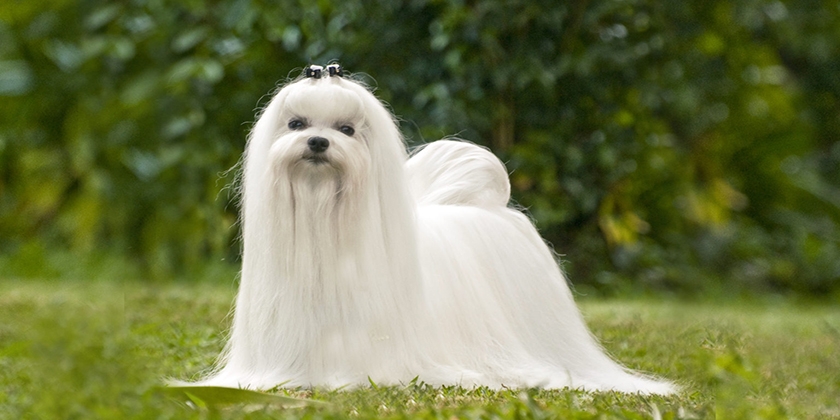 race de chien maltaise