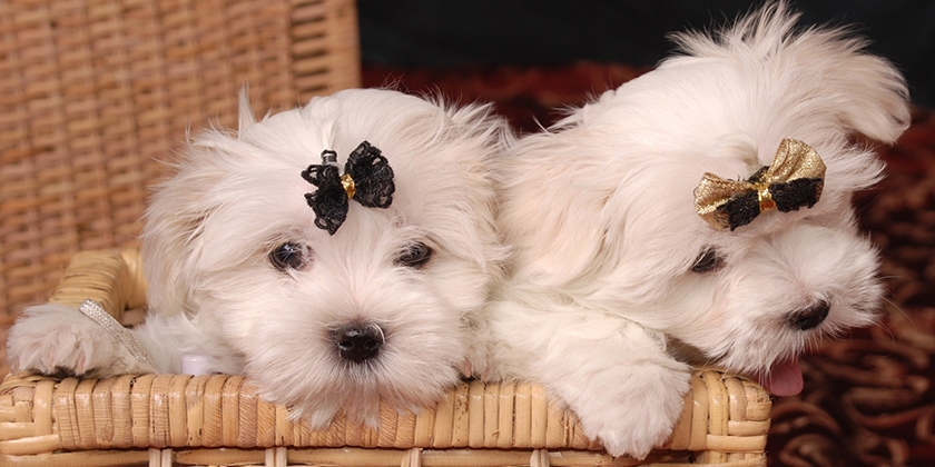Maltais dans un panier