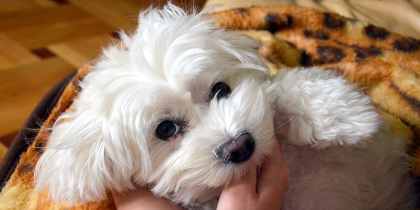 chien maltais