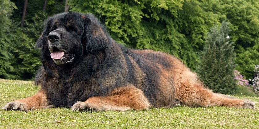 Léonberger dans une clairière