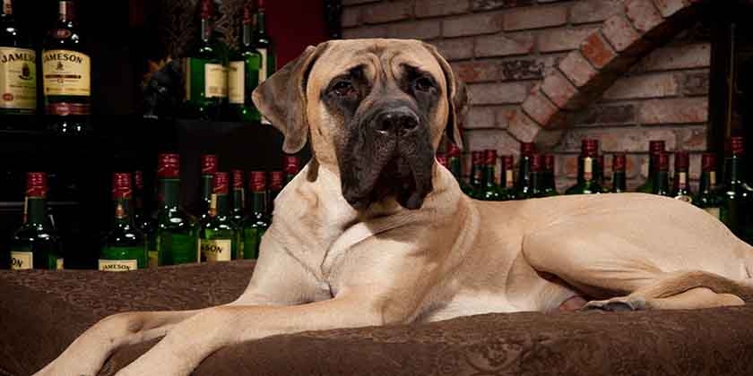 Le plus grand chien du monde