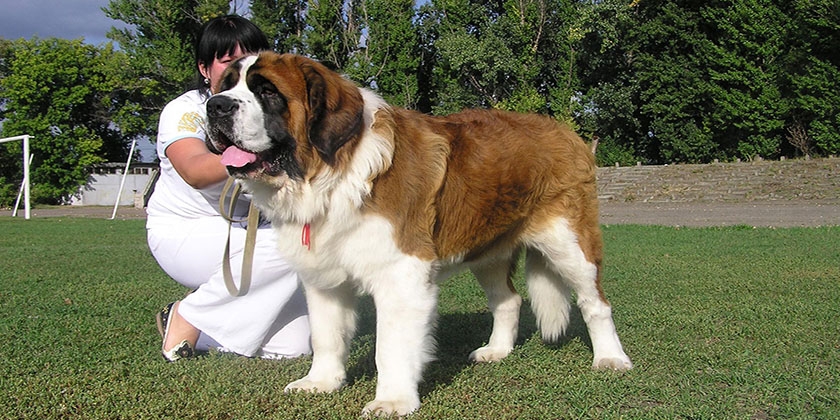 chien Saint-Bernard
