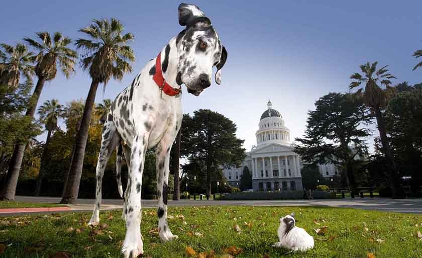 Chiens de grande et de petite taille