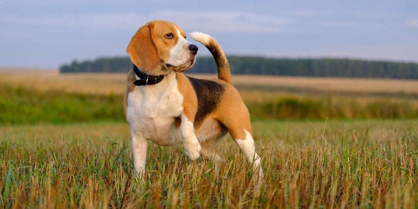 Beagle dans le champ