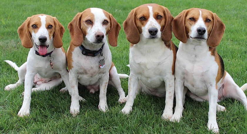 Des beagles dans la clairière