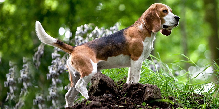 chien beagle