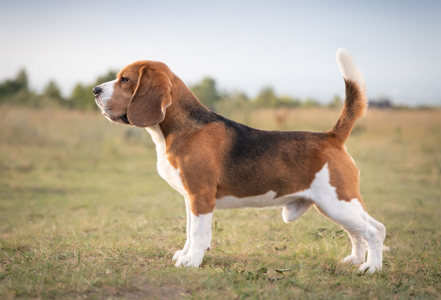 Beagle anglais