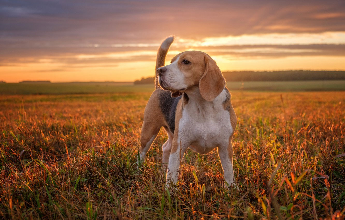 Beagle dans la nature