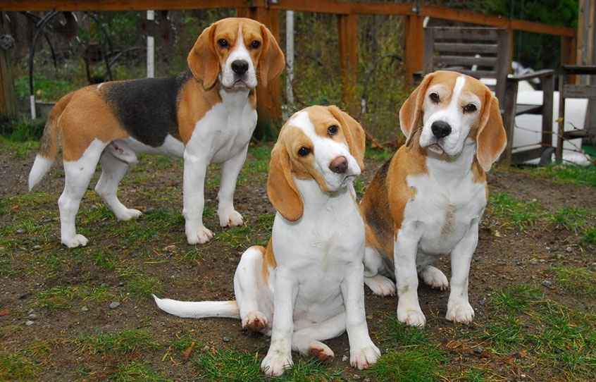 Beagles