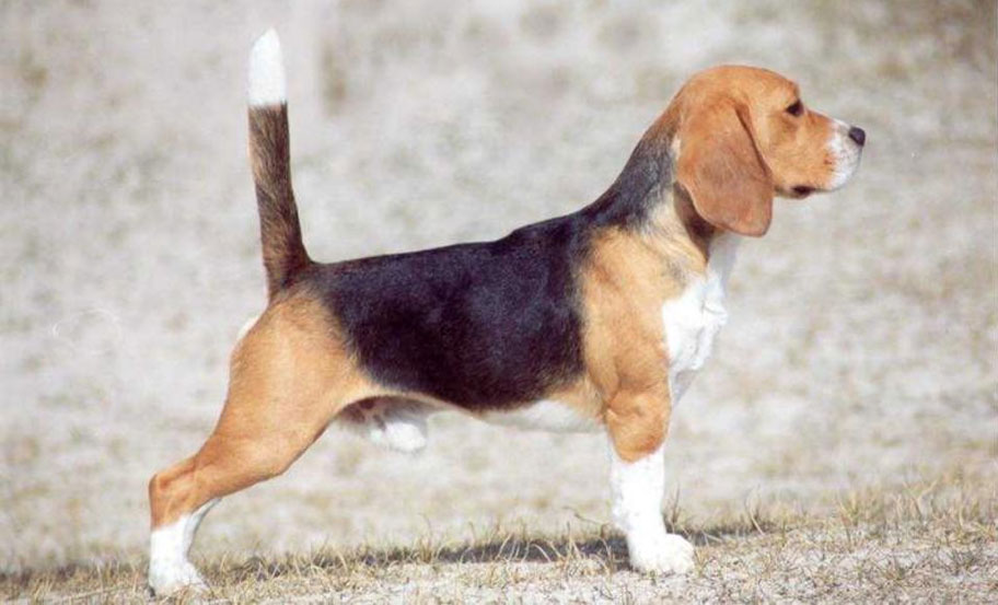 Beagle anglais - standard de la race