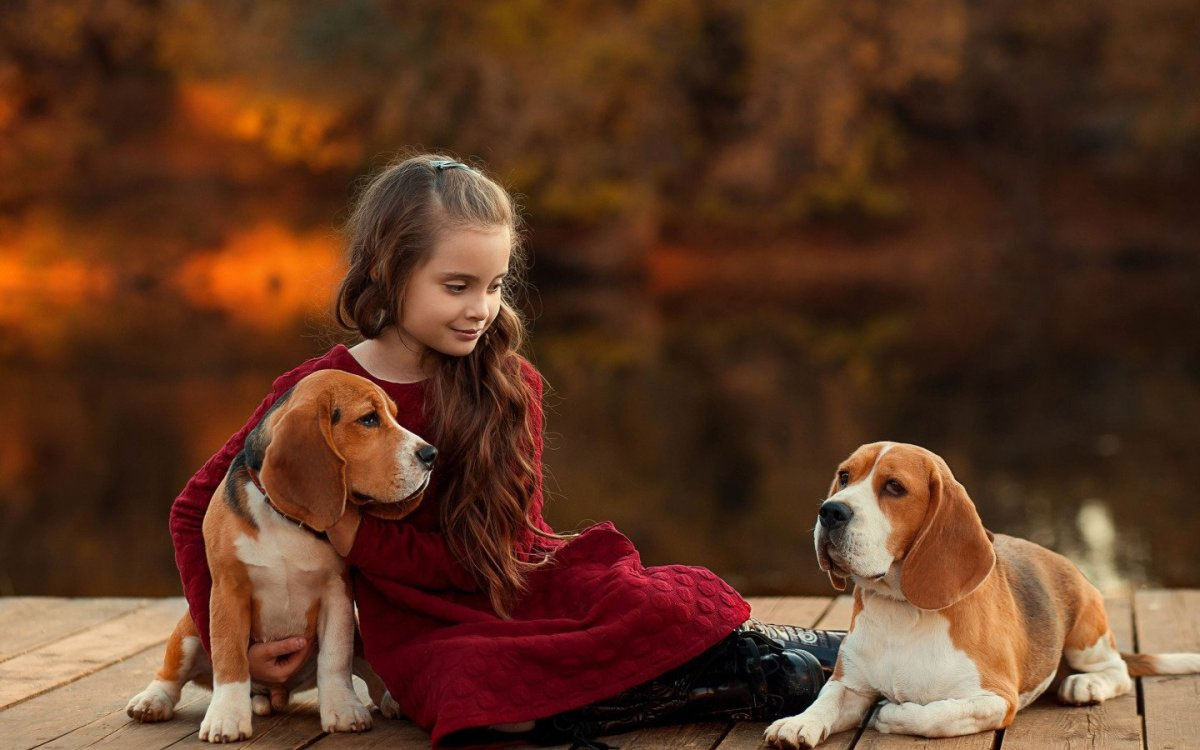 Enfant et chien Beagle