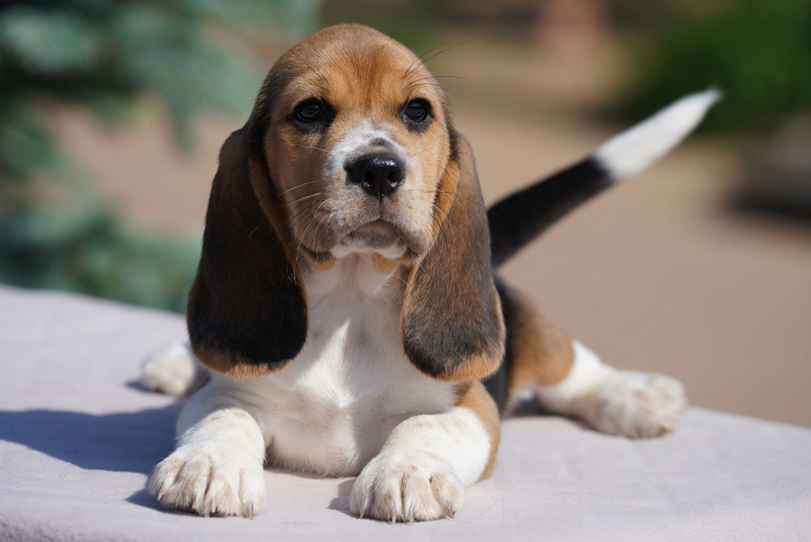 Petit Beagle