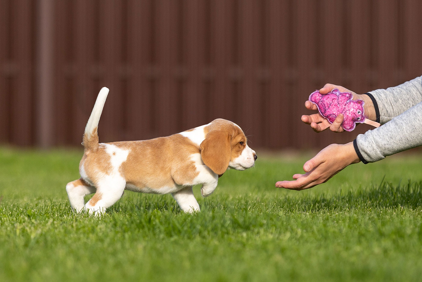 chiot Beagle