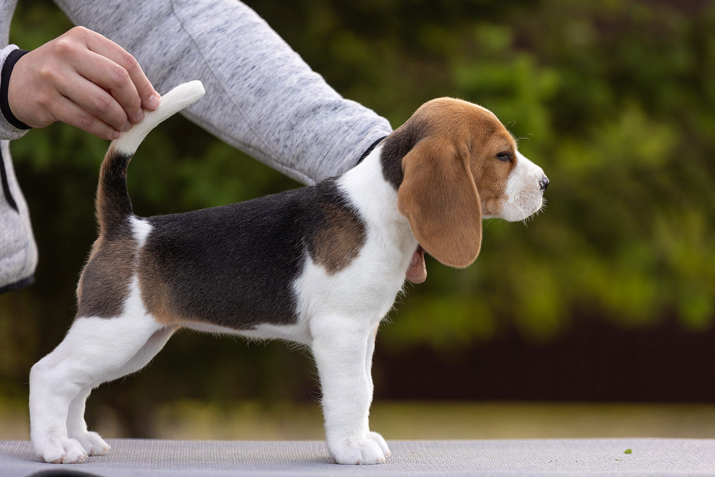 Beagle - chiot de classe exposition