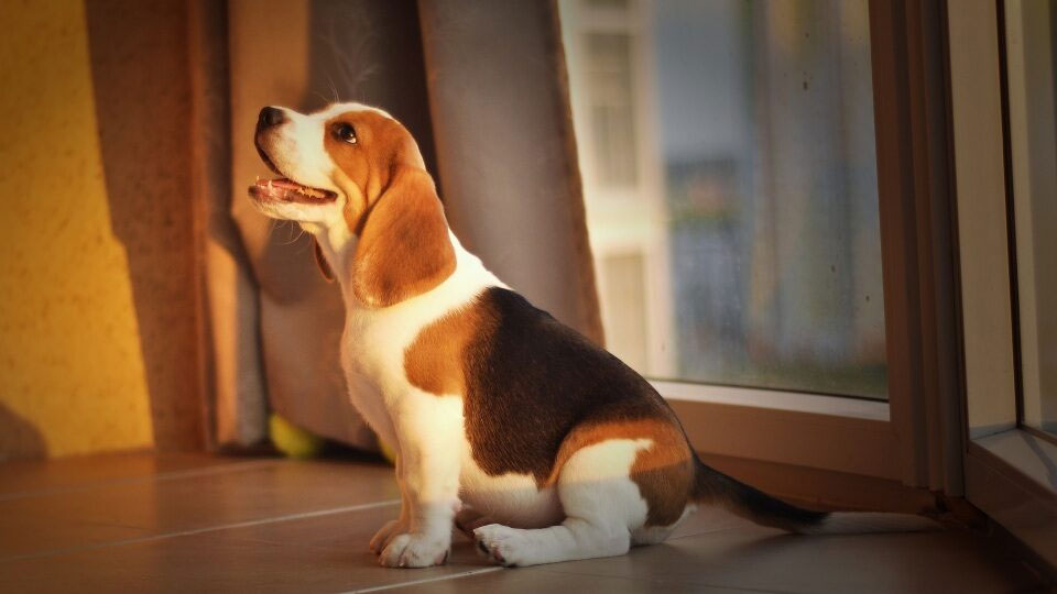 Beagle - vivre en appartement