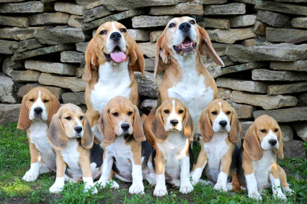 Centres d'élevage de beagles en Russie