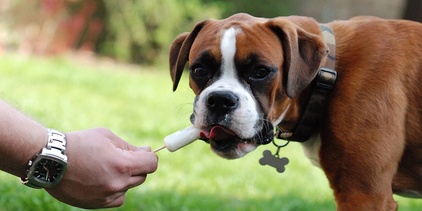 Le chiot mange de la glace