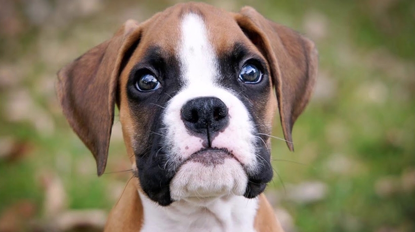 Chiot Boxer