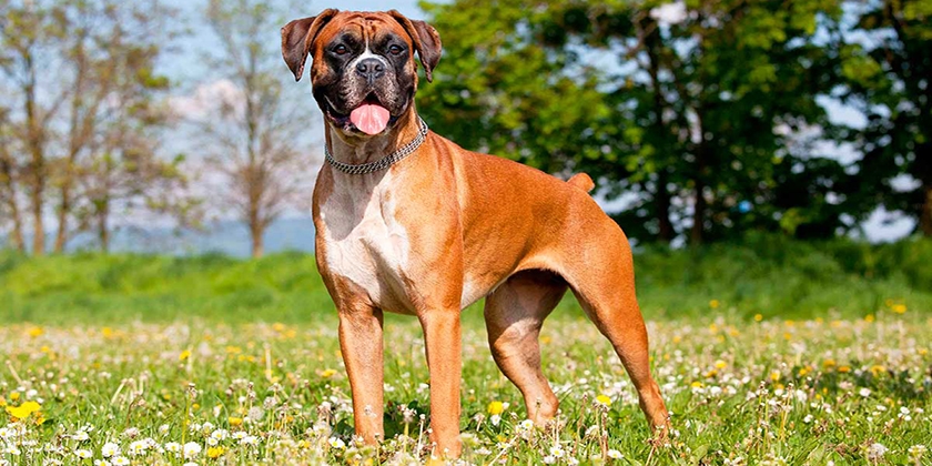 Description de la race de chien Boxer