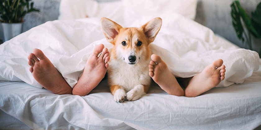 Chien dans le lit