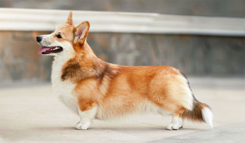 Welsh Corgi Pembroke