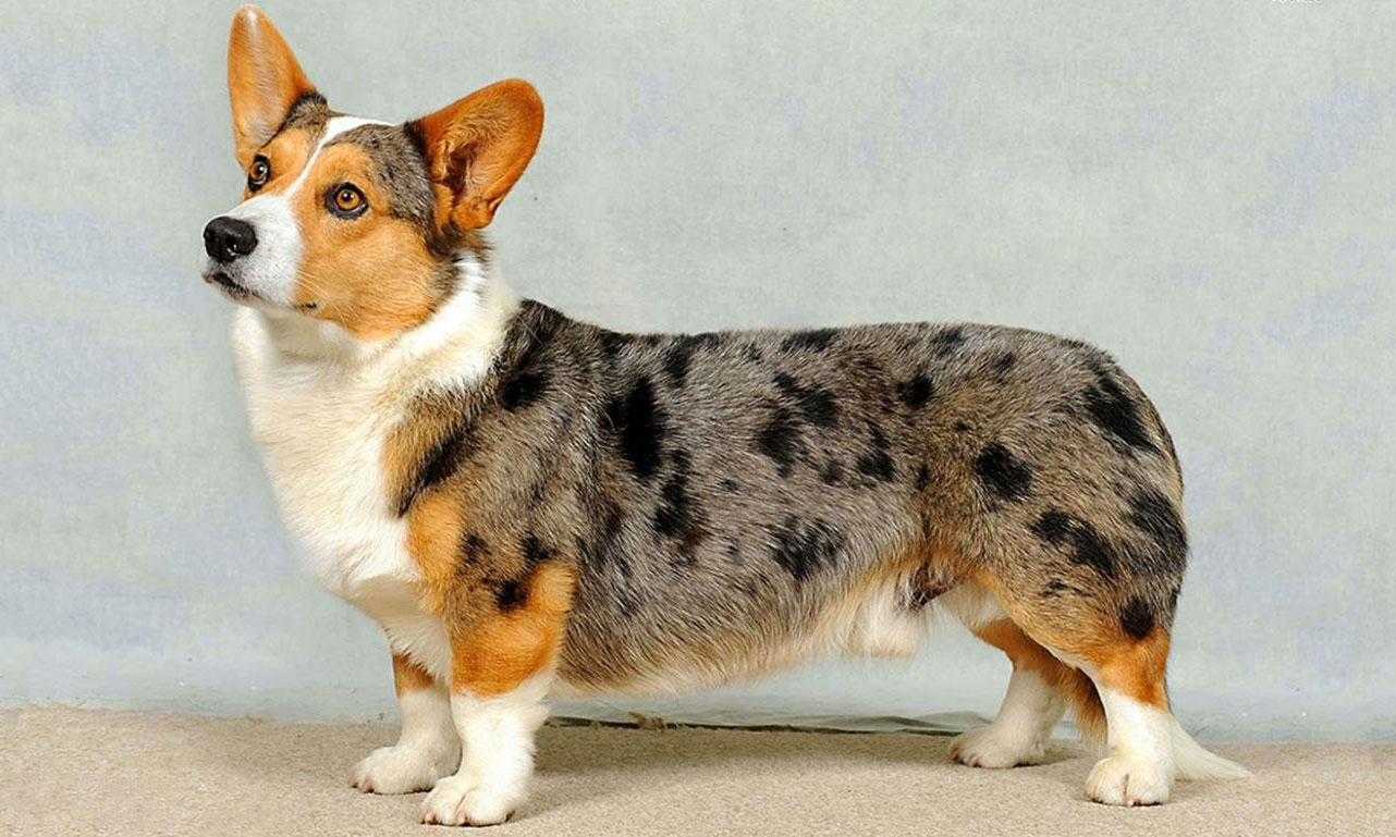 Cardigan Welsh Corgi