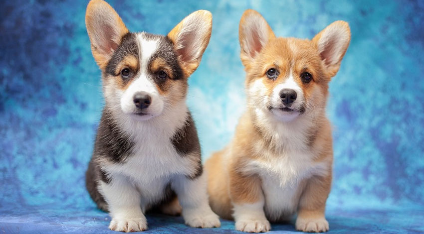 race de chien Welsh Corgi