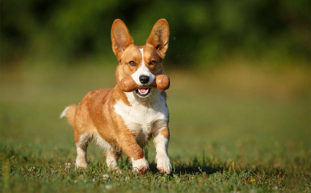 Dressage et éducation de la race Corgi