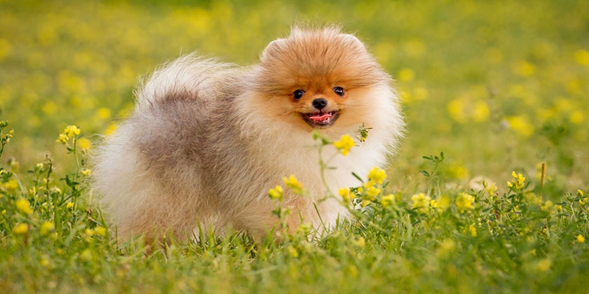 Un chiot sur la pelouse