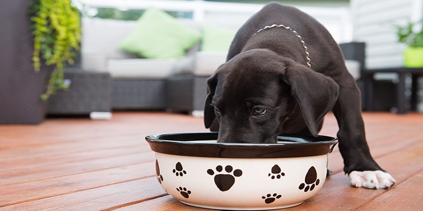 Nourriture pour chiens Best Dinner