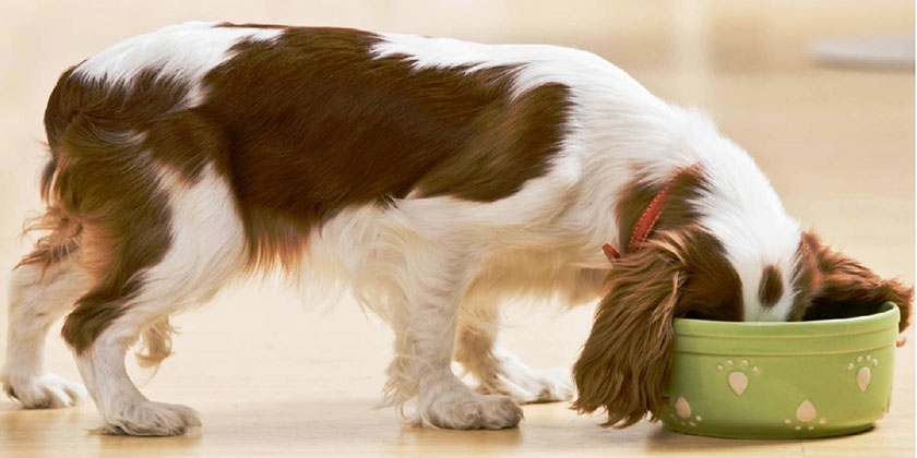 Le chien mange dans une gamelle.