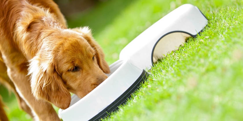 Le chien mange de la nourriture