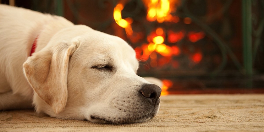 Bayun le Chat pour chiens