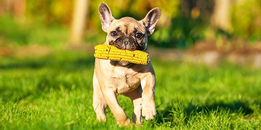Les chiens peuvent-ils manger du maïs ?