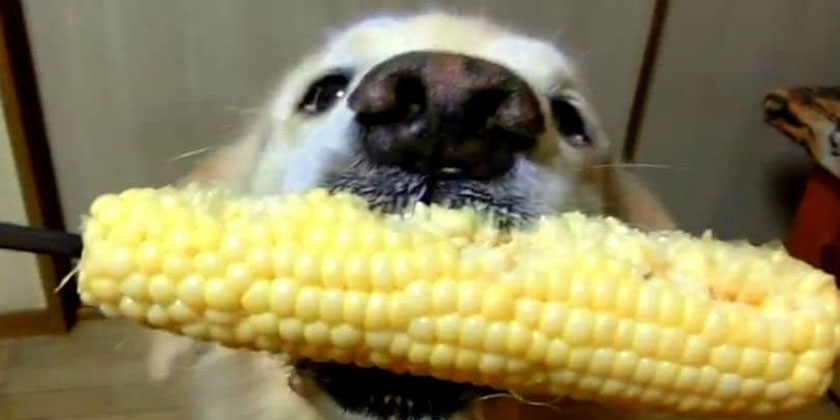 Le chien mange du maïs