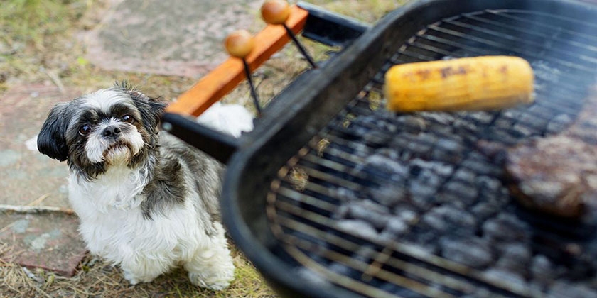 Un chien près d'un barbecue