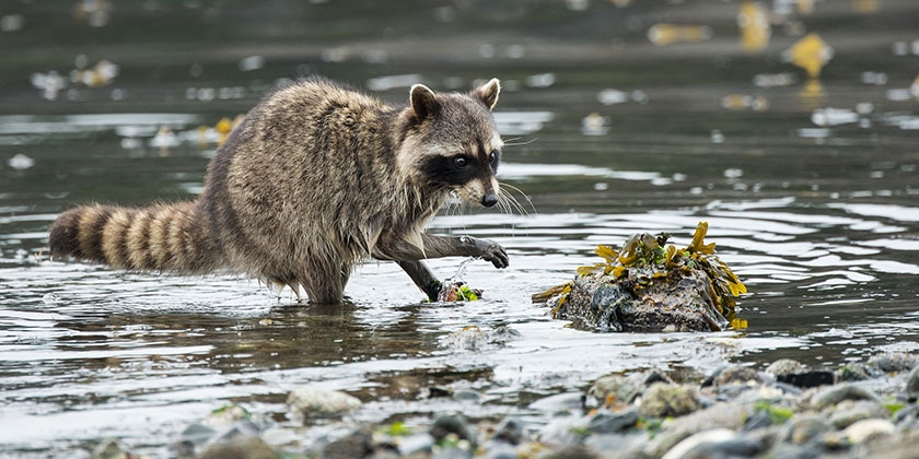 Un raton laveur dans la rivière