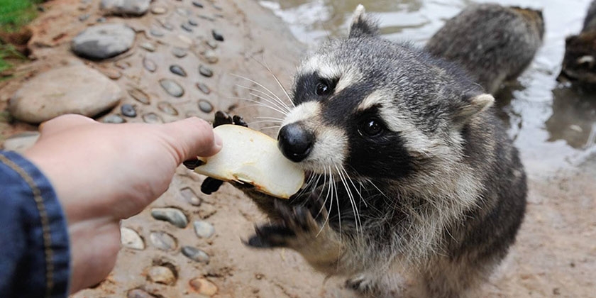 Le raton laveur mange une pomme